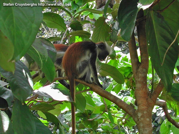 Zanzibar - Rode colubus aapjes Deze rode colubus aapjes (franje aap) komen enkel in het natuurgebied van Jozani Forest voor. Stefan Cruysberghs